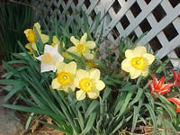 Daffodils