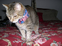 Kelly Kat has a bath at the spa while mommy is away...