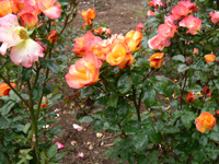 Roses