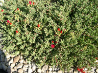 A great shrub.