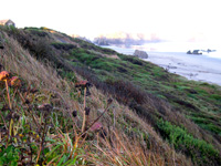 A West Coast beach on Rosie's visit in September 2006.