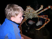 Spider crab