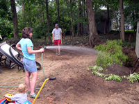 Hoping the transplanted Japanese maple survives...