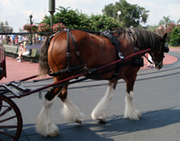 Rosie's favorite horse.