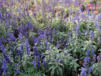Lots of flowers