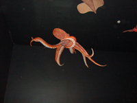 Octopus.