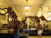 So many bones!