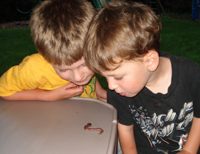 Boys love worms.