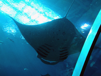 A stingray over our heads, 30' from tip to tip.