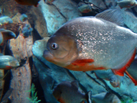 A fish swimming by.