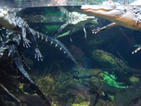 Alligators at the Atlanta Aquarium.