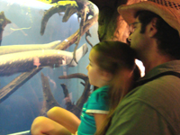 Enjoying the alligators.