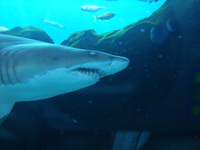 Shark!