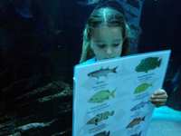 Looking up the fish names.