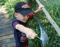 Playing with budgies at the zoo.