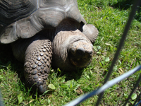 Giant turtle at the zoo.