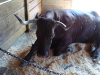 They call this a cow.