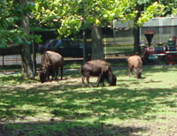 Bison.