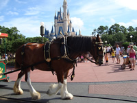 Clydsdales are huge!