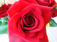 Mothers Day roses.