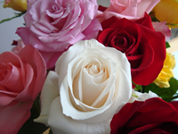 Roses for Rosie!