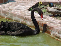 Black swan.