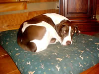 Huckleberry