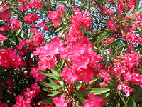 In full bloom!