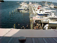 Pelicans from Pelican Island.