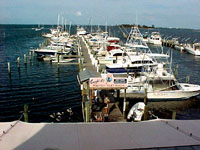 Pelicans from Pelican Island.