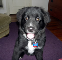 Fergus