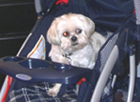 So where's the baby's stroller?