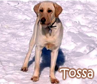 Tossa the foster dog...