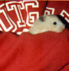 rat85.jpg (7559 bytes)