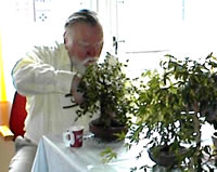 bonsai