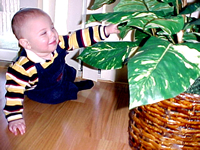 plant