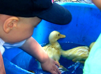 ducks