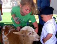 sheep