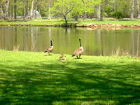 geese