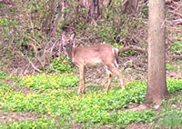 Bambi