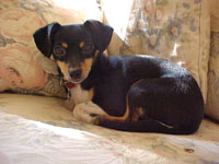 Little Bella